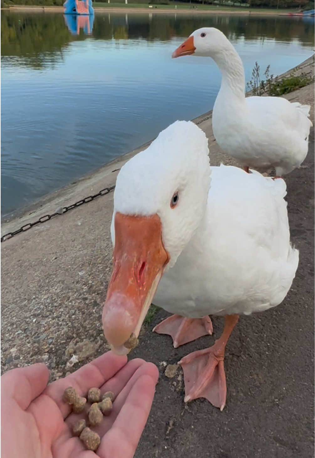 @flora_fauna_fur_feathers
