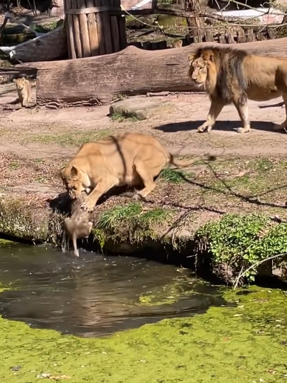 @Lion Sightings
