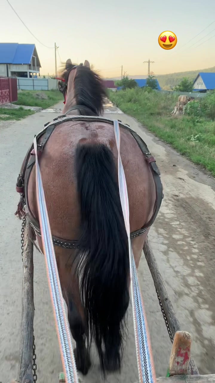 @Vlăduț💲