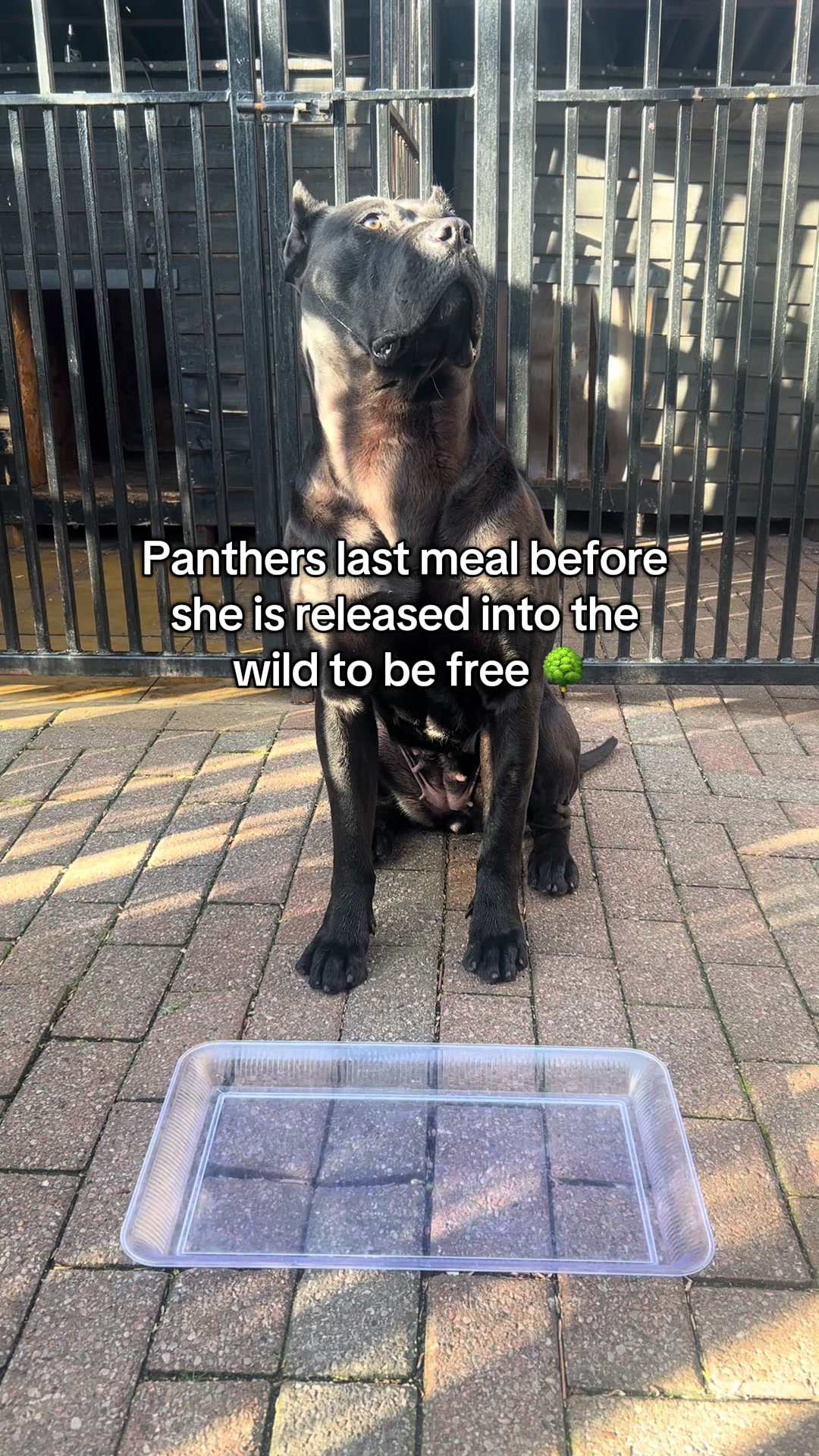 @loyal_pantherr