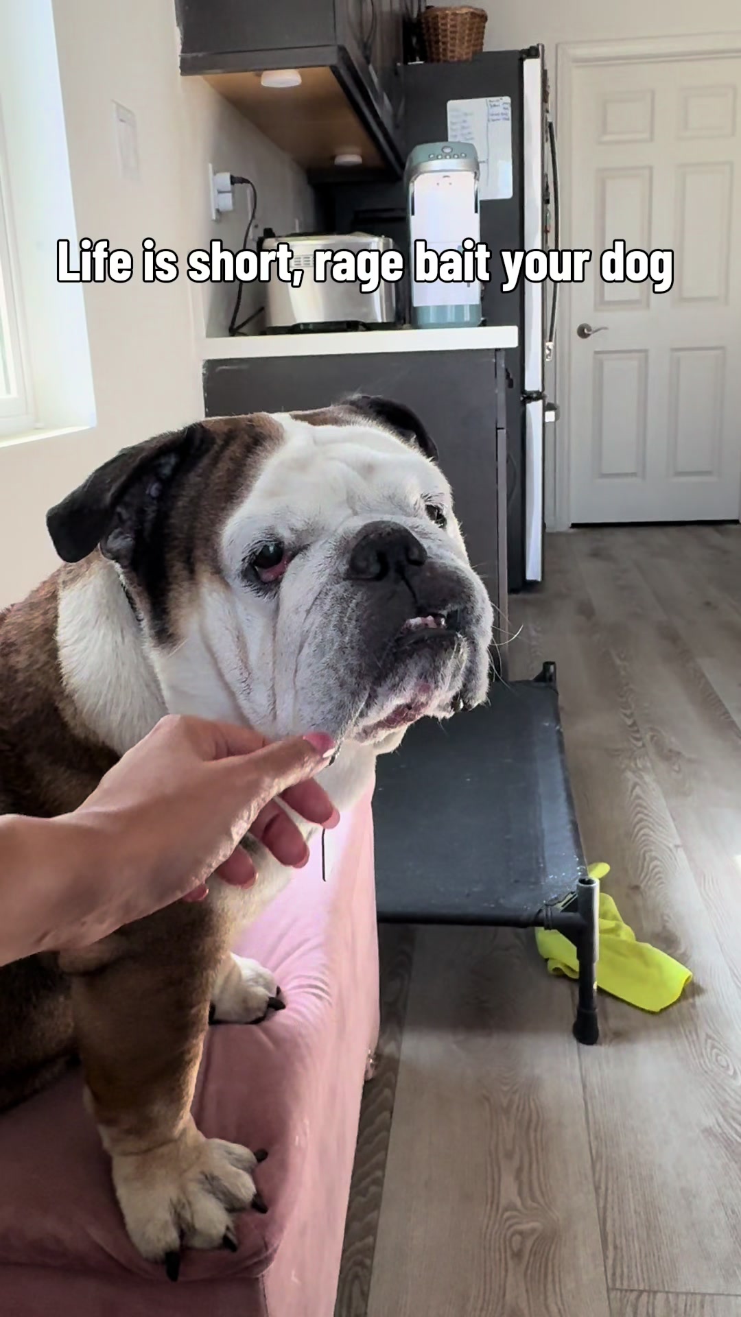 @Taco 🐶🧿