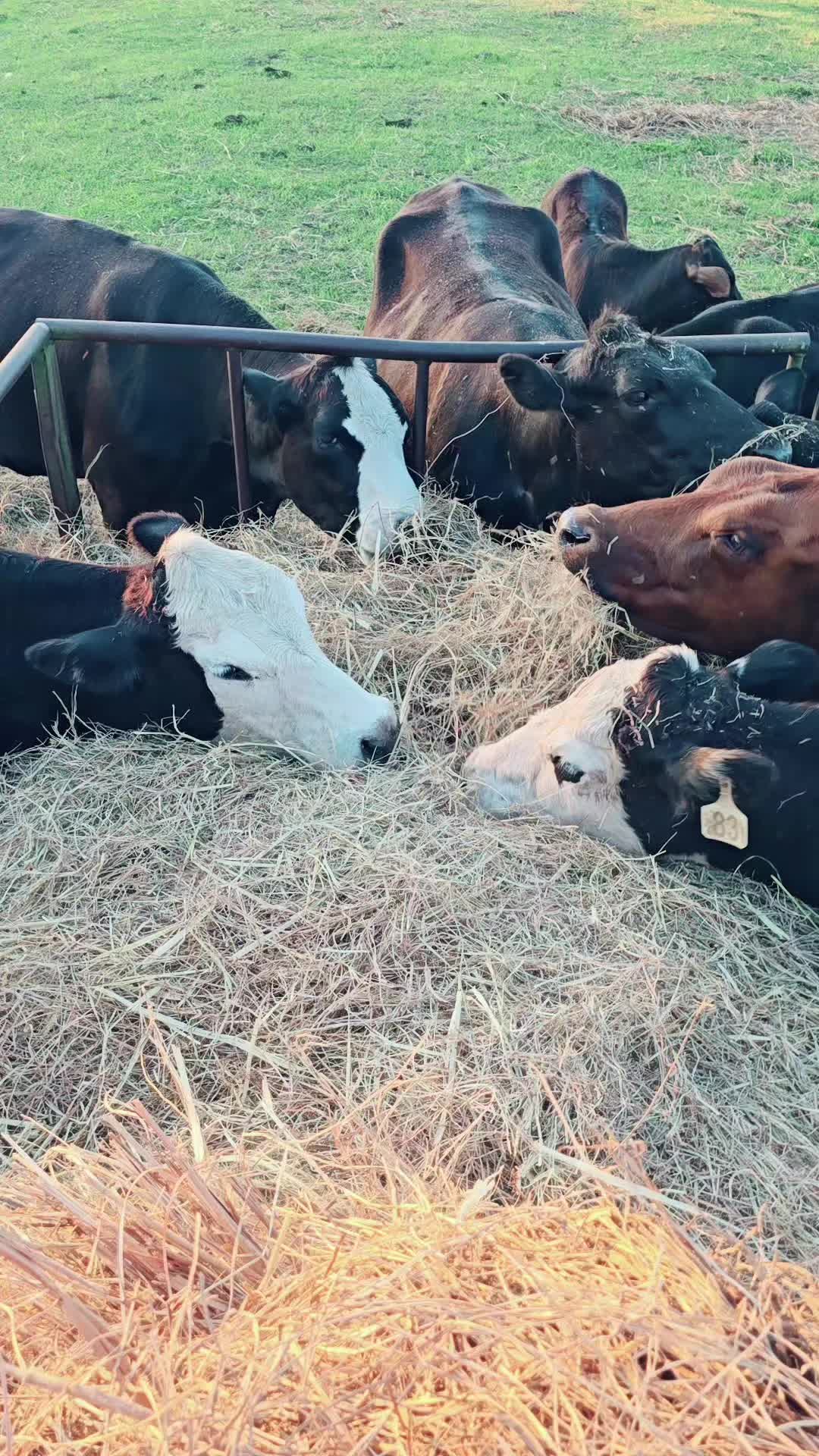 @M.I. CATTLE CO.