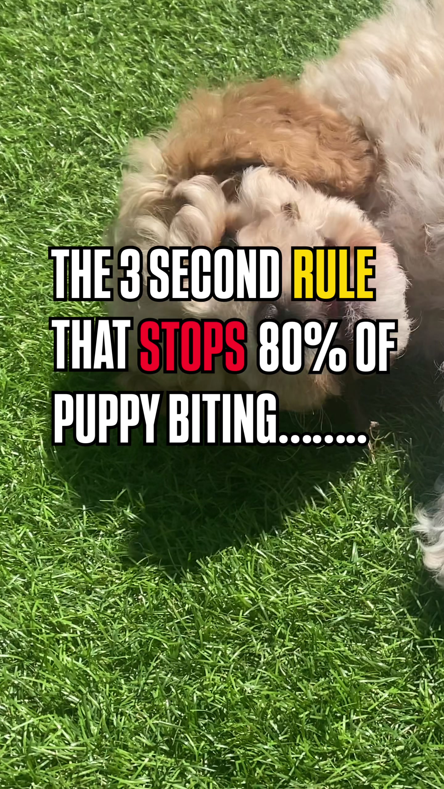 @Sara Professional Dog Trainer