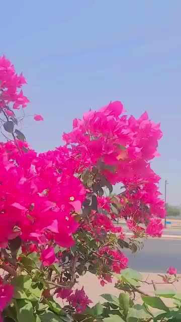 @،🌹🌹Dil ki baat Dil Tek🌹🌹🥀