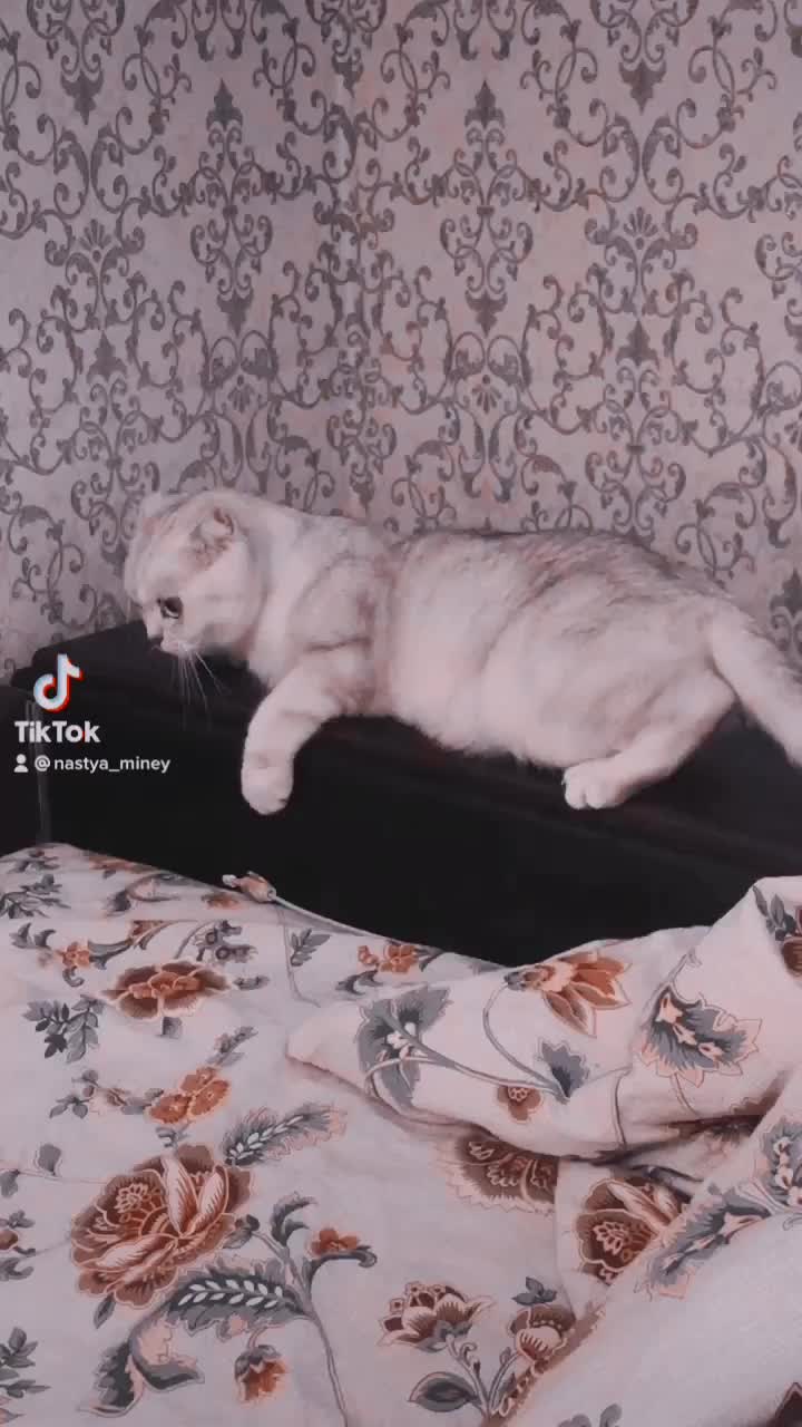 @tom_and_jessy_2
