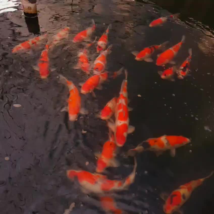 @• BINTANG KOI •