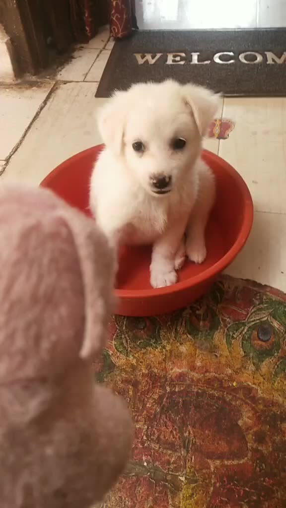 @Priyank sharma