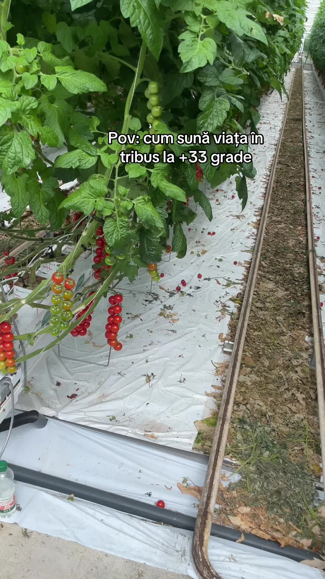 @𝐋.𝐌.𝐕