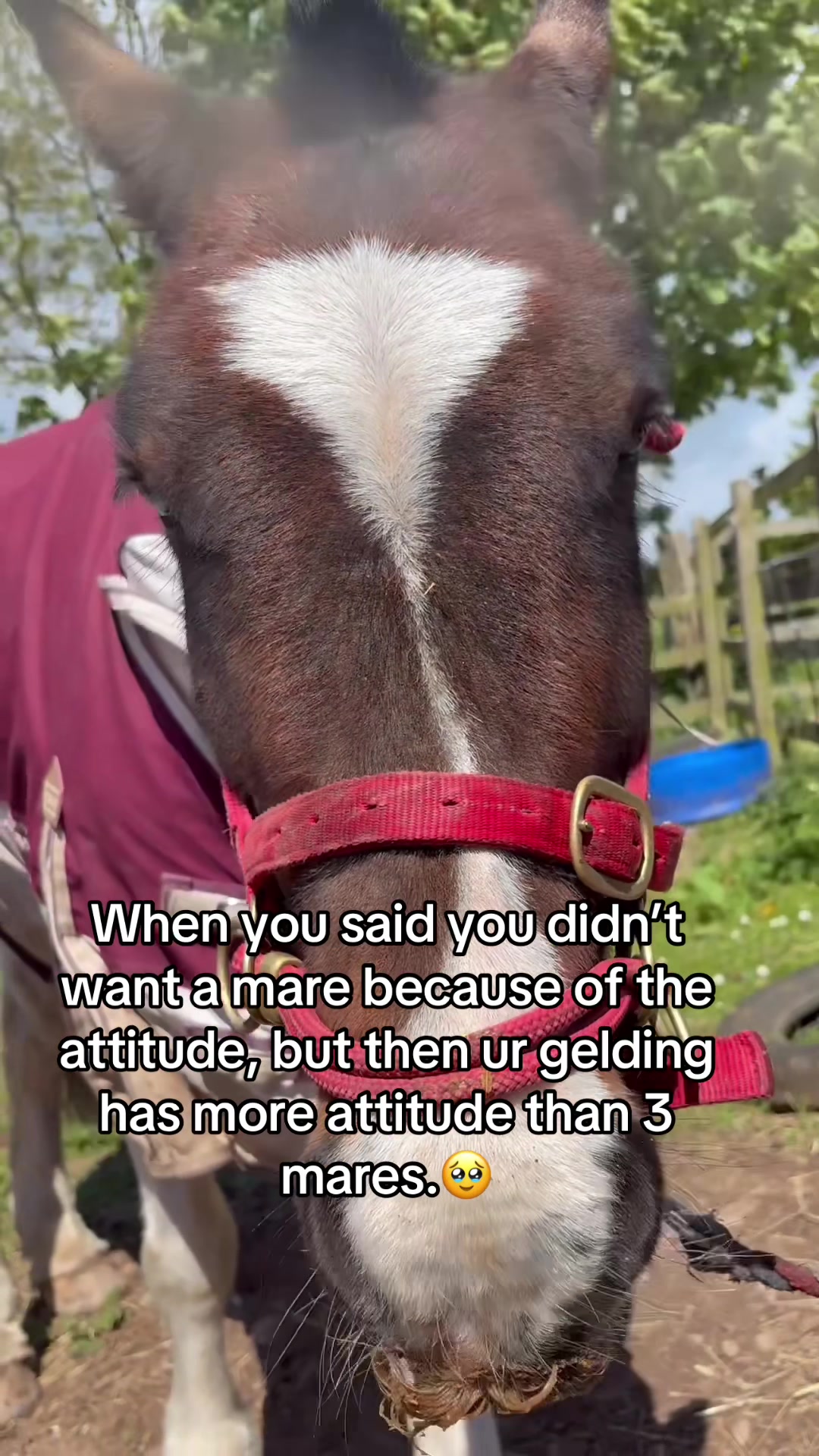 @Lilywiththecobs🐴