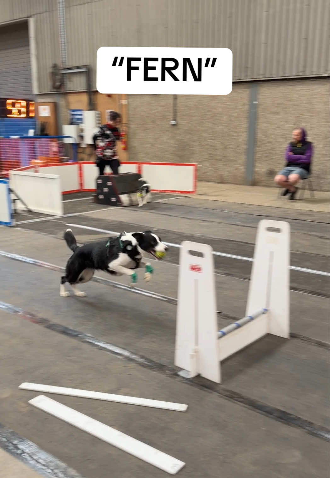 @Pawsitivity Flyball Team