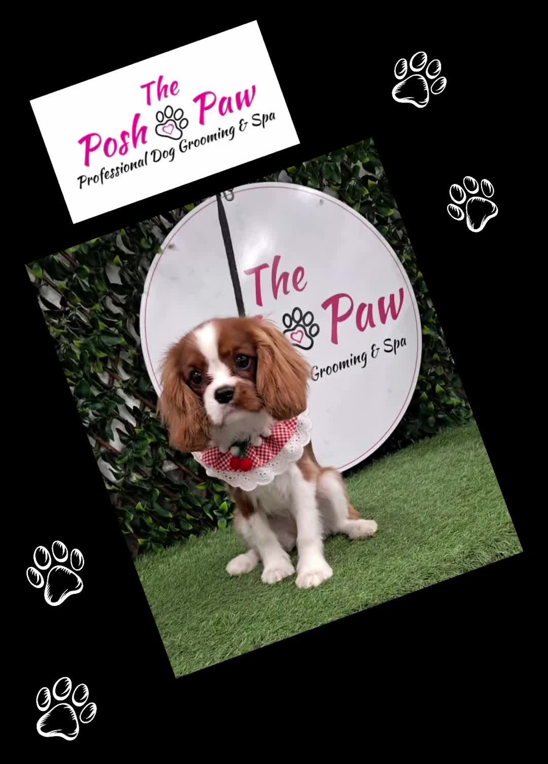 @The posh paw