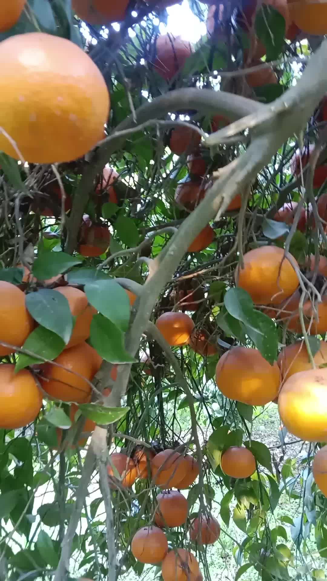 @Brand Orange 🍊