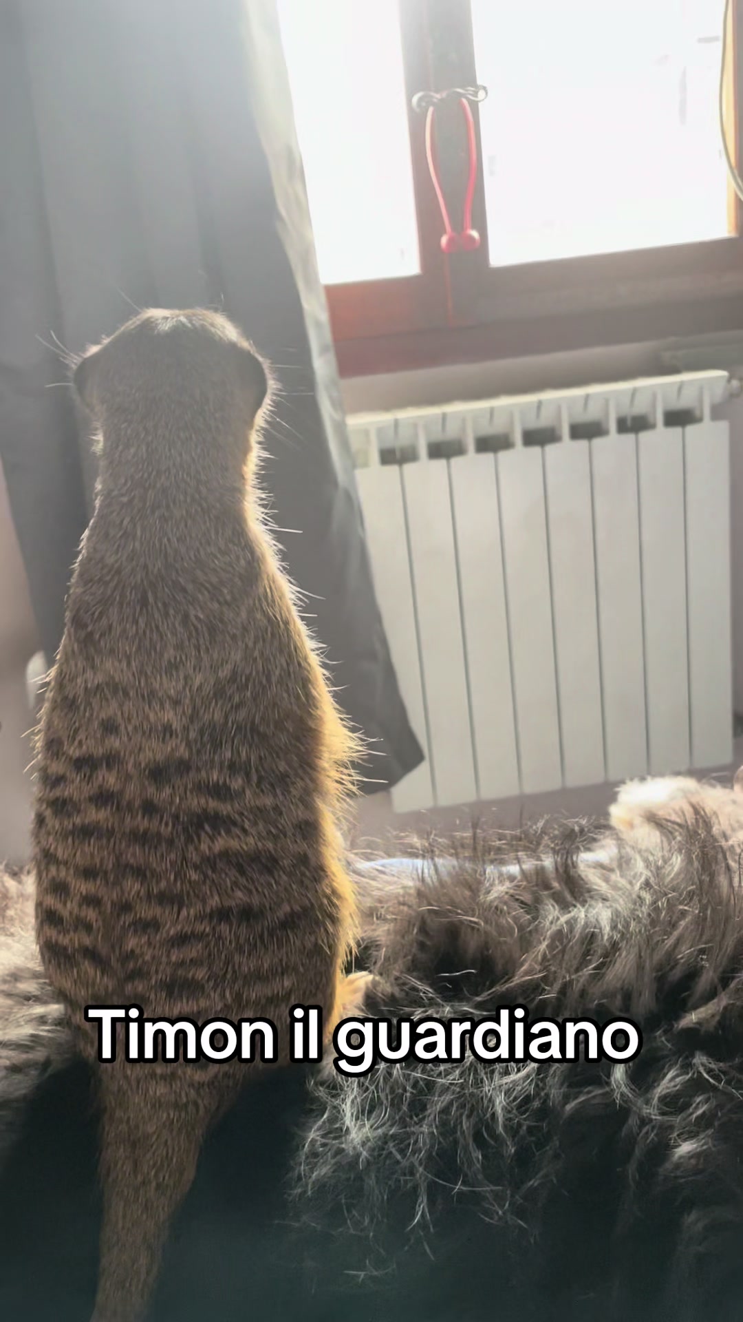 @104 animal zoo