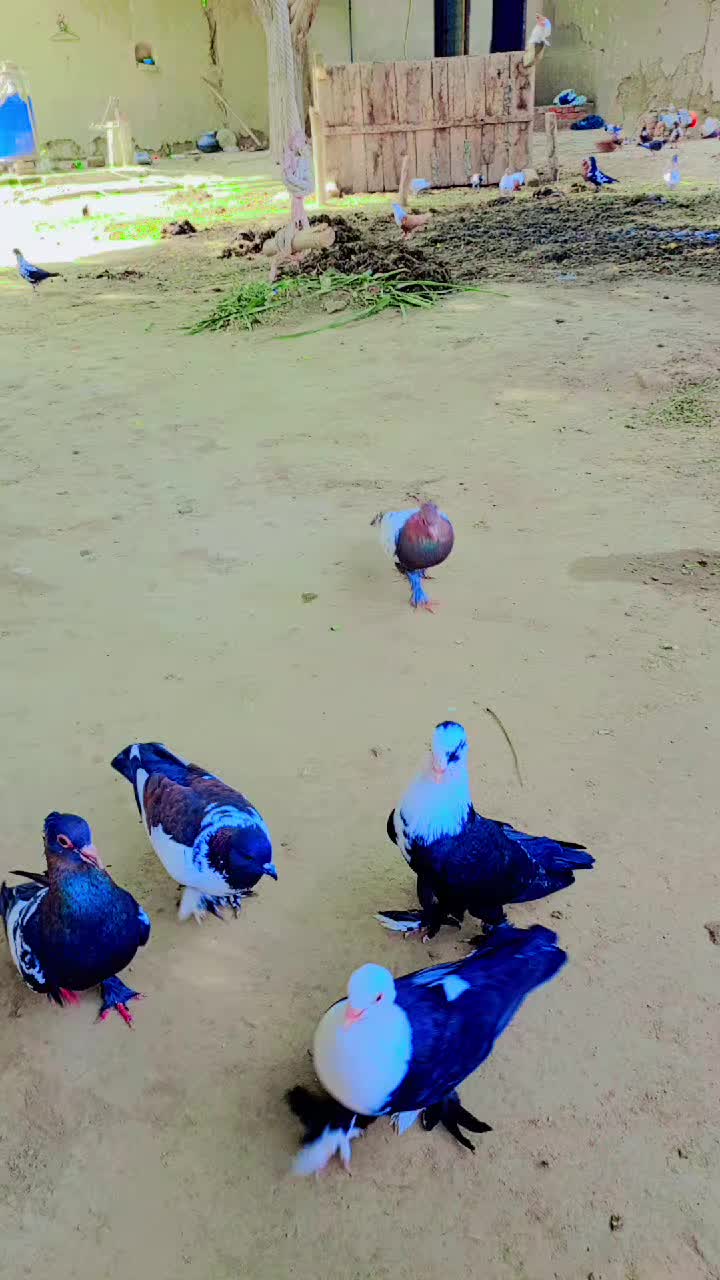 @best Birds912