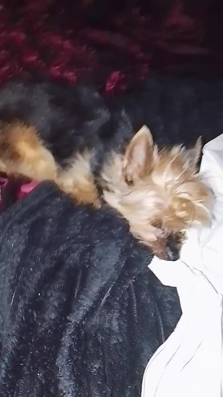@petfamily4