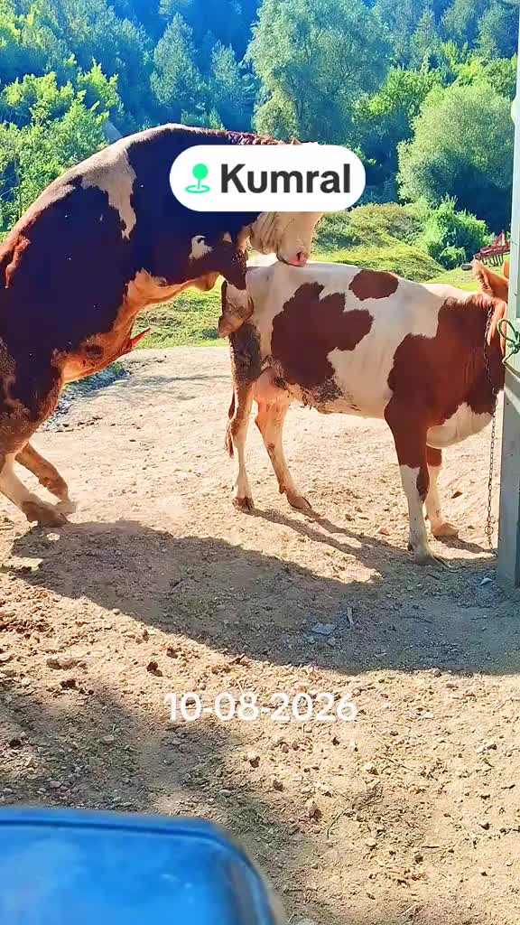 @animallifevideo