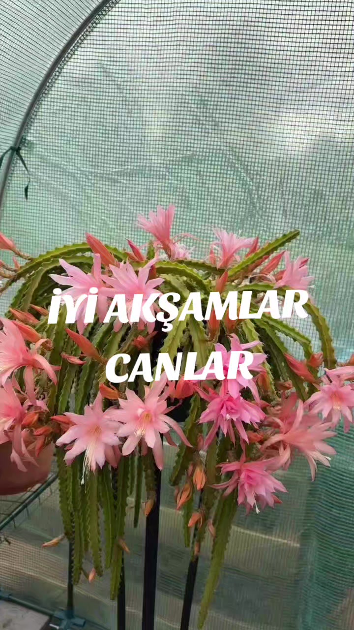 @Hasan Yılmaz