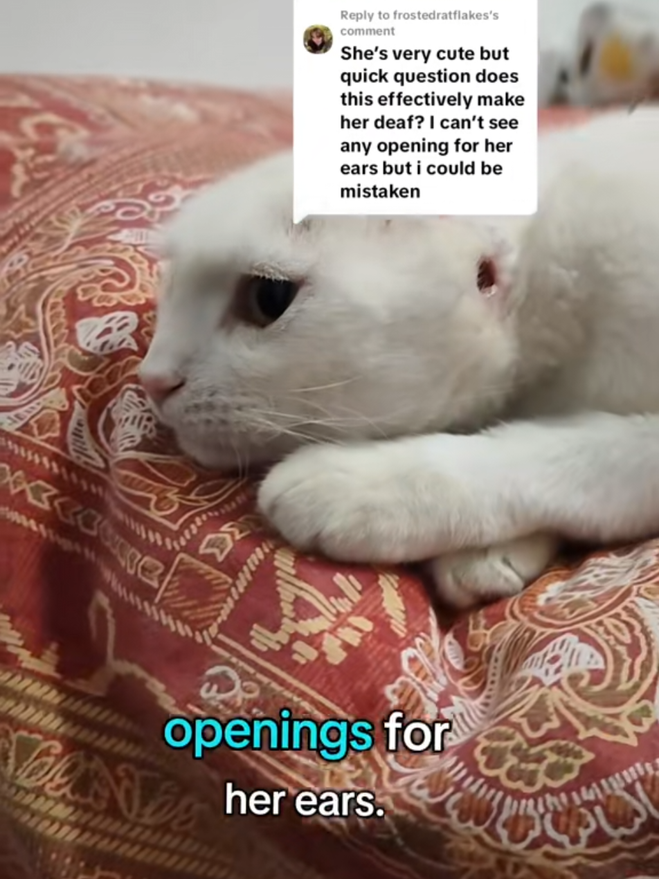 @Fluffy and Pixie
