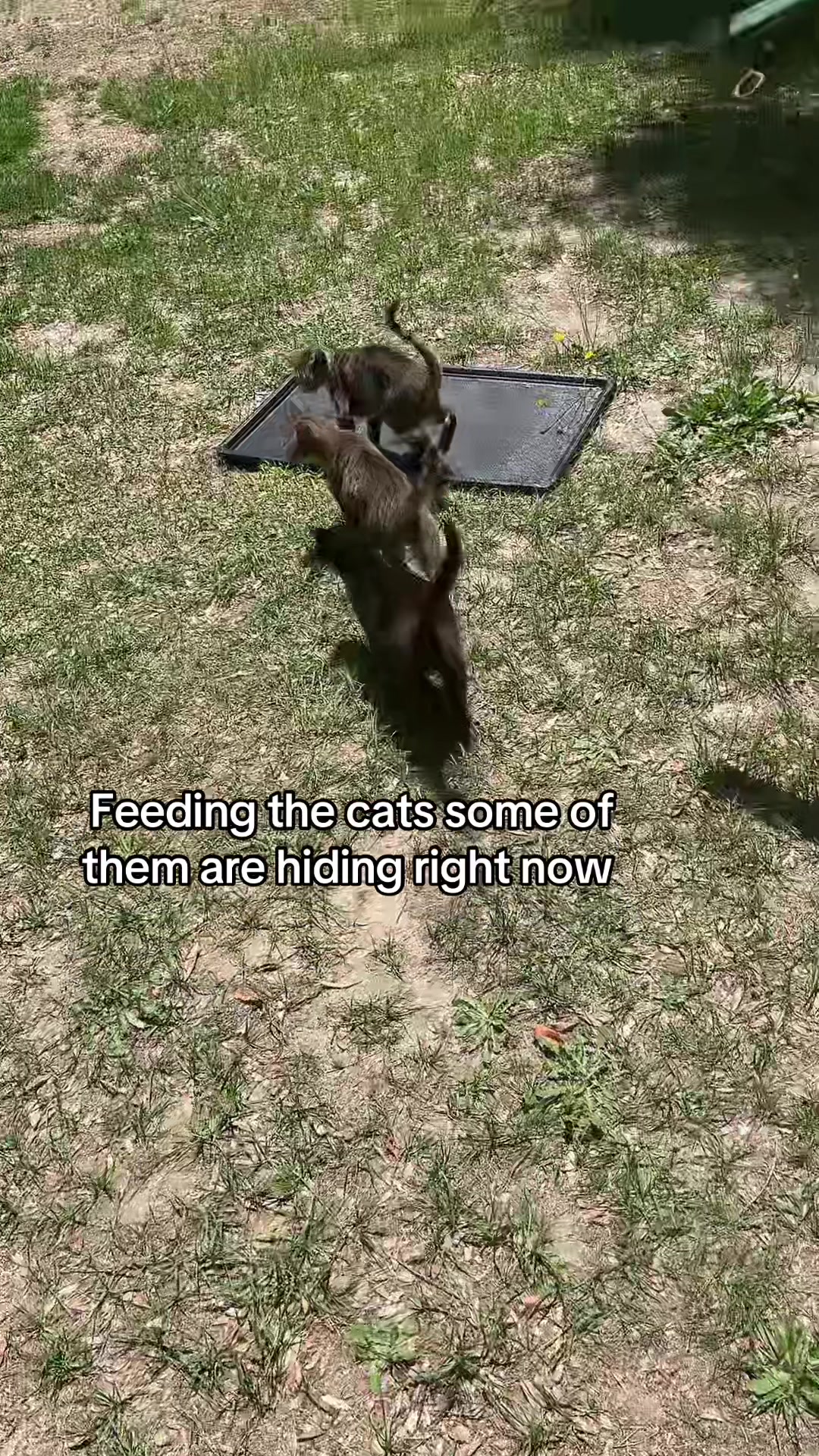 @Cats cats cats