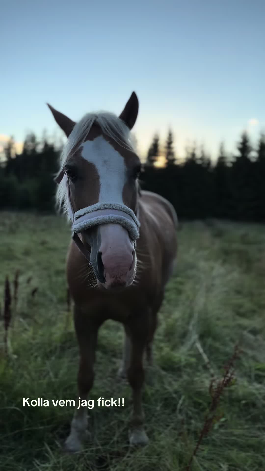 @🦄