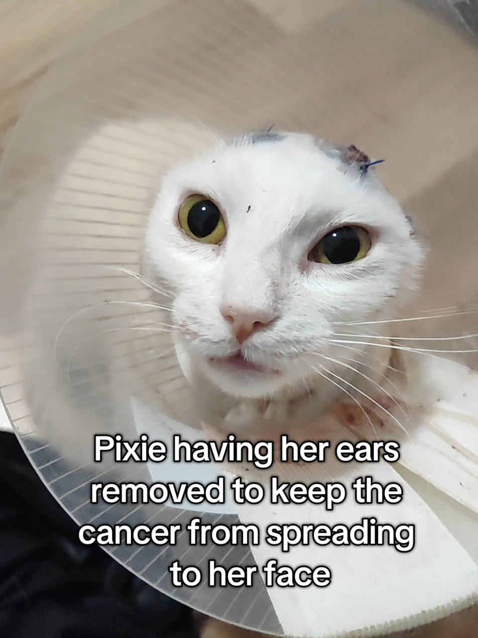 @Fluffy - the persian cat