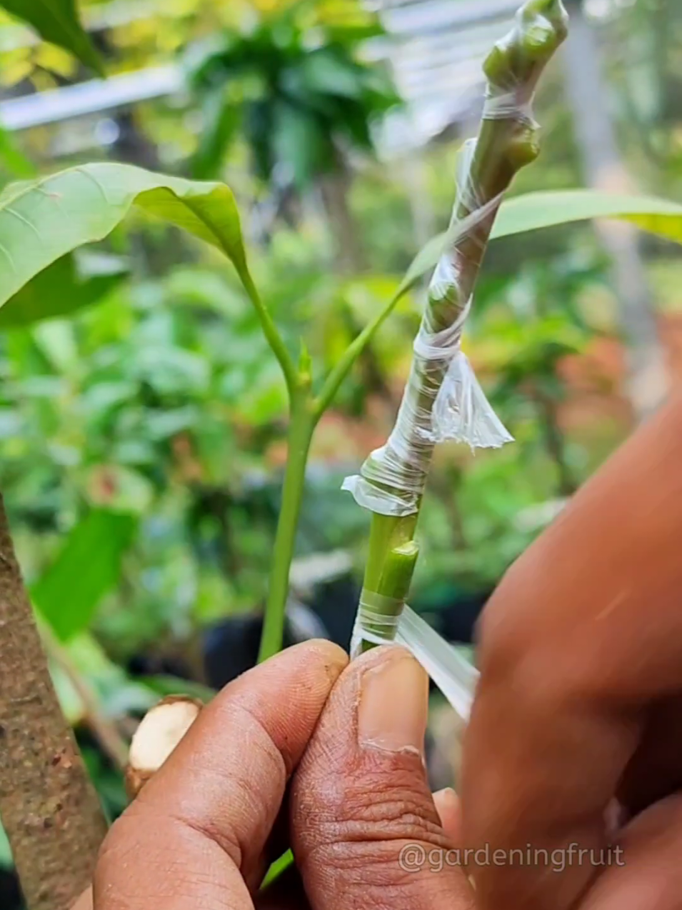 @GardeningFruits