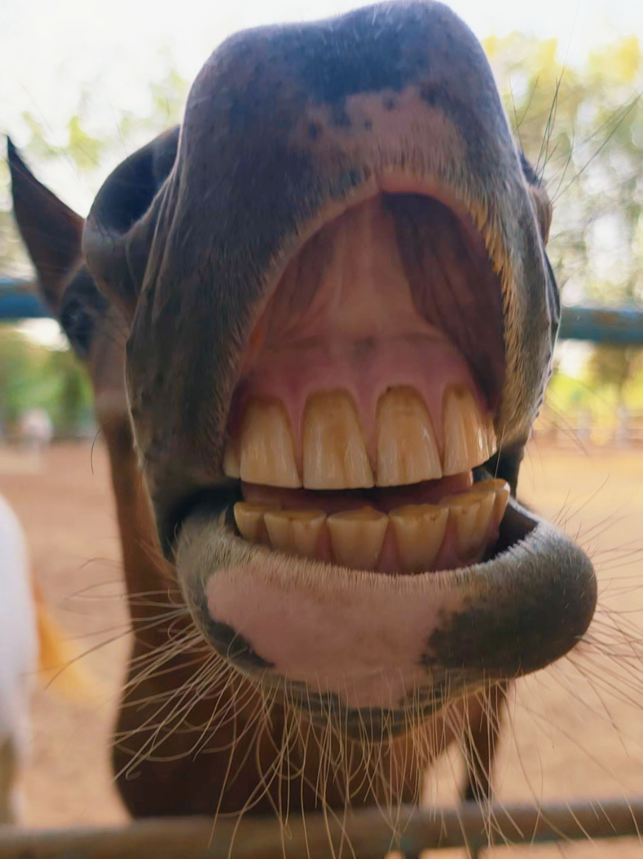 @funny:)animalsbytwins