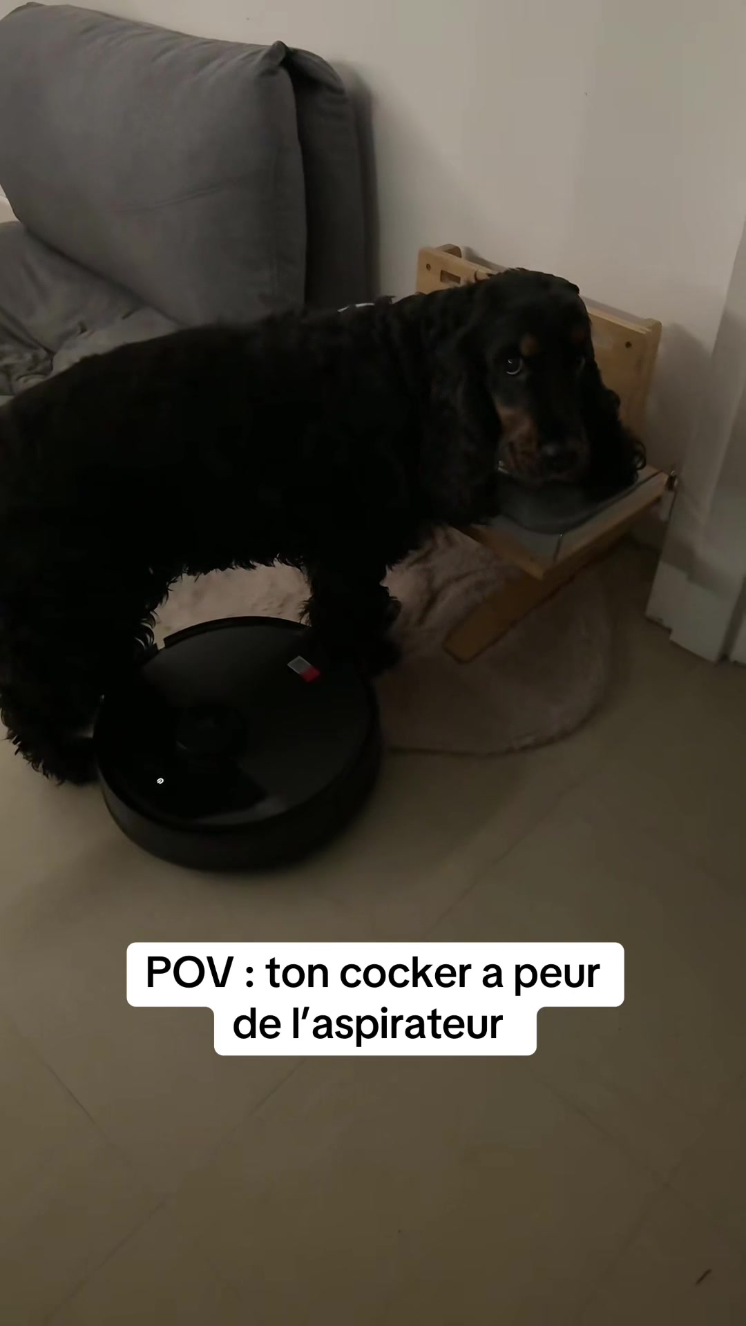 @coeur.de.cocker