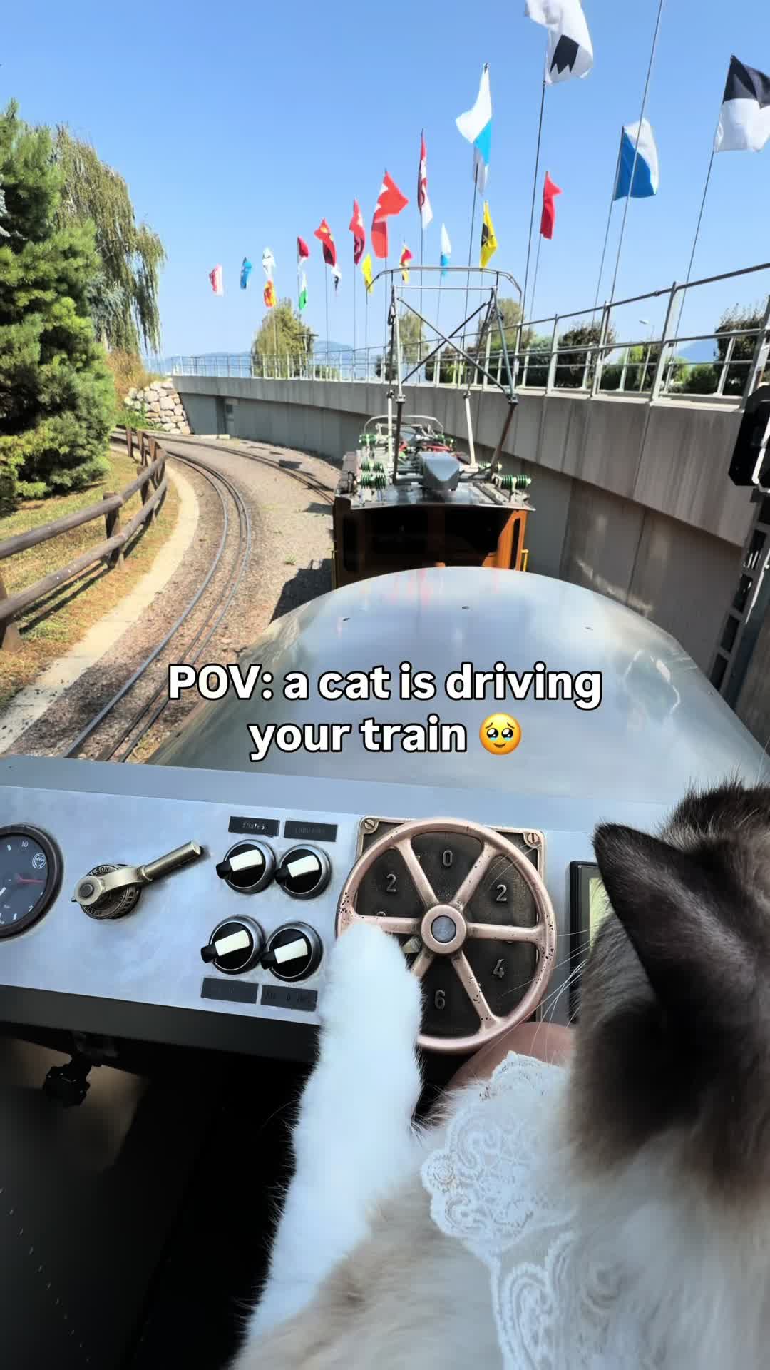 @Lavaux Cat