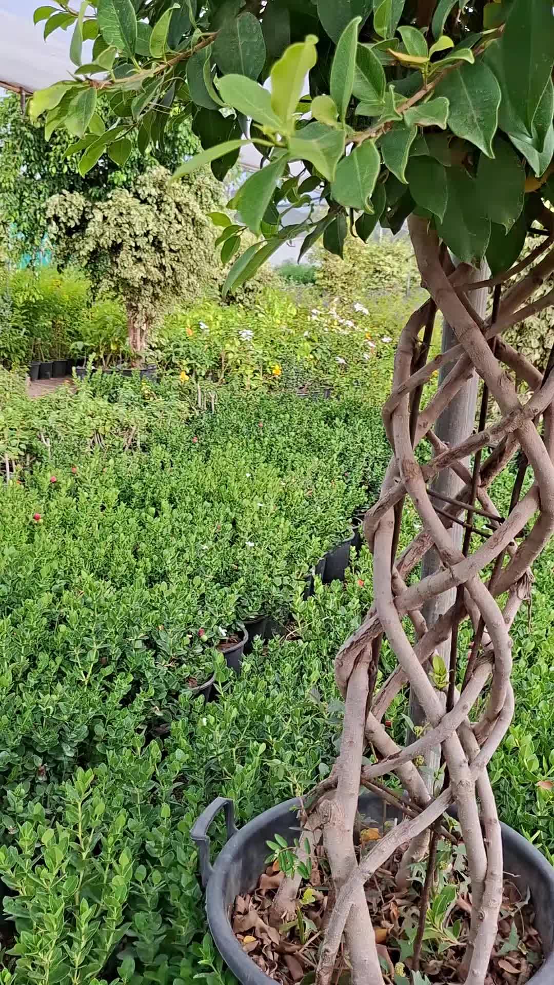@latifaamir10