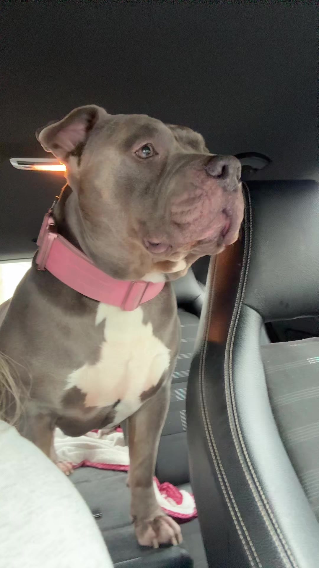 @Uk_dogs.
