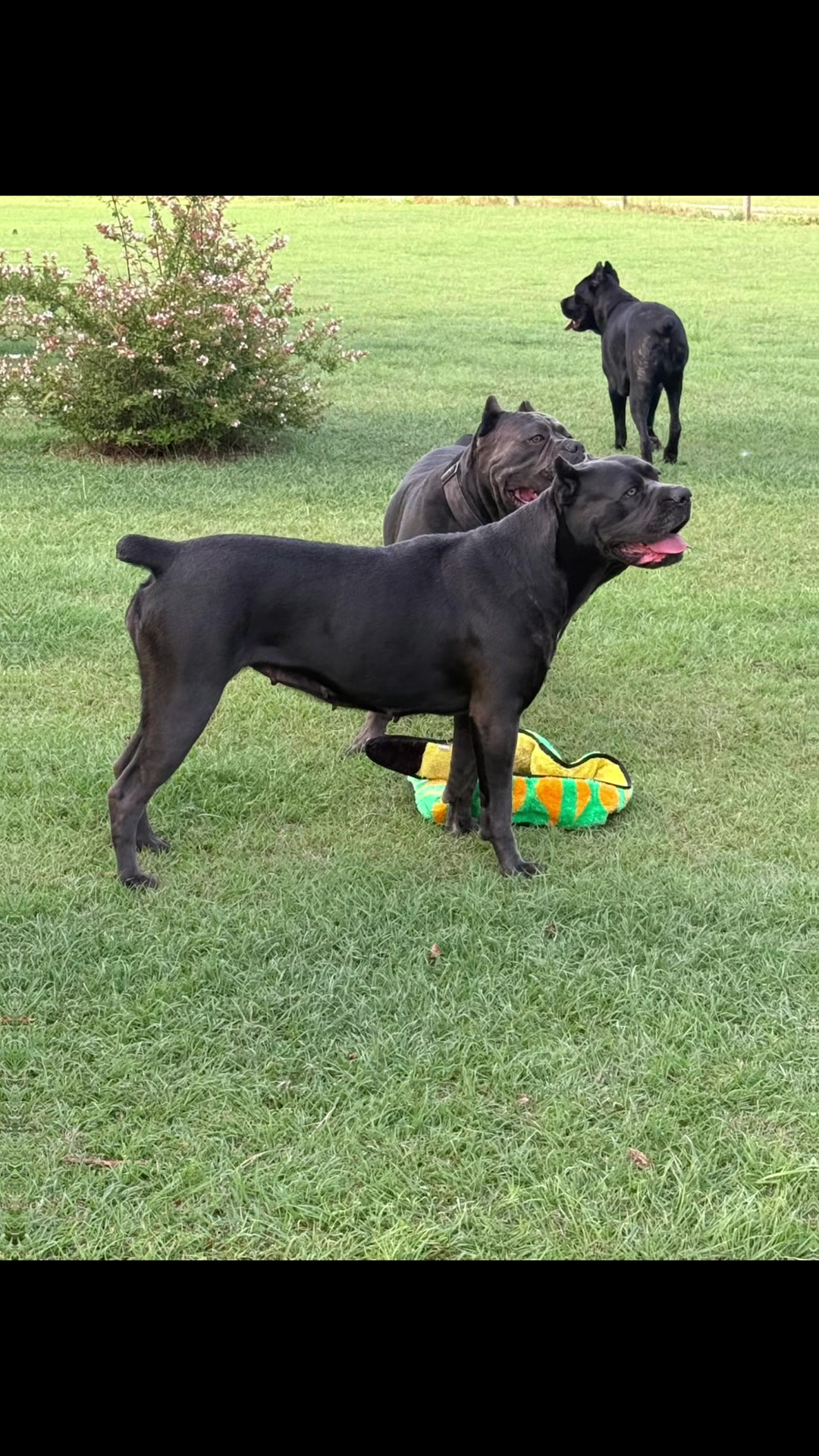 @AandMCaneCorsos