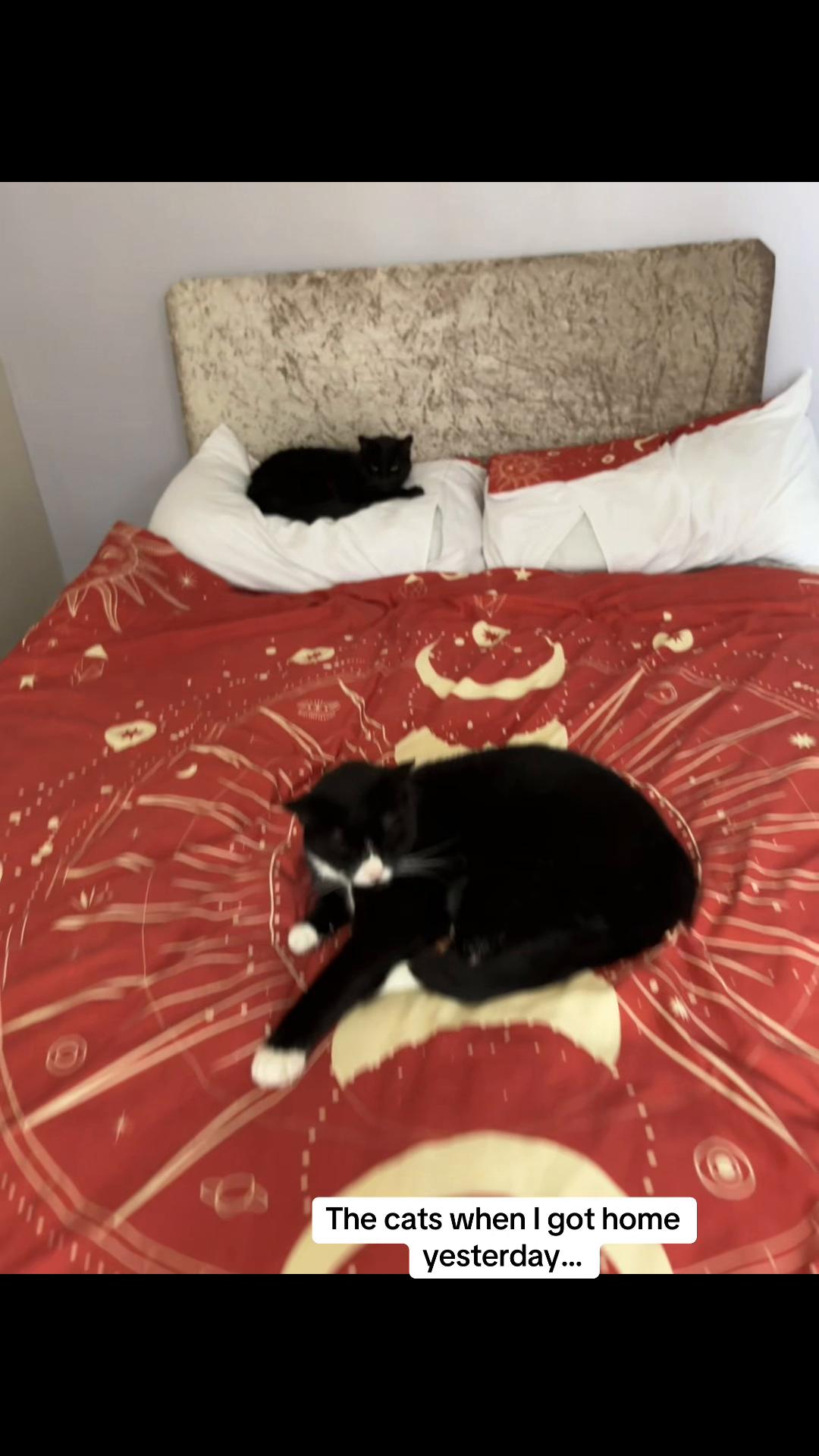 @Em feat. Mister & Mimi (cats)
