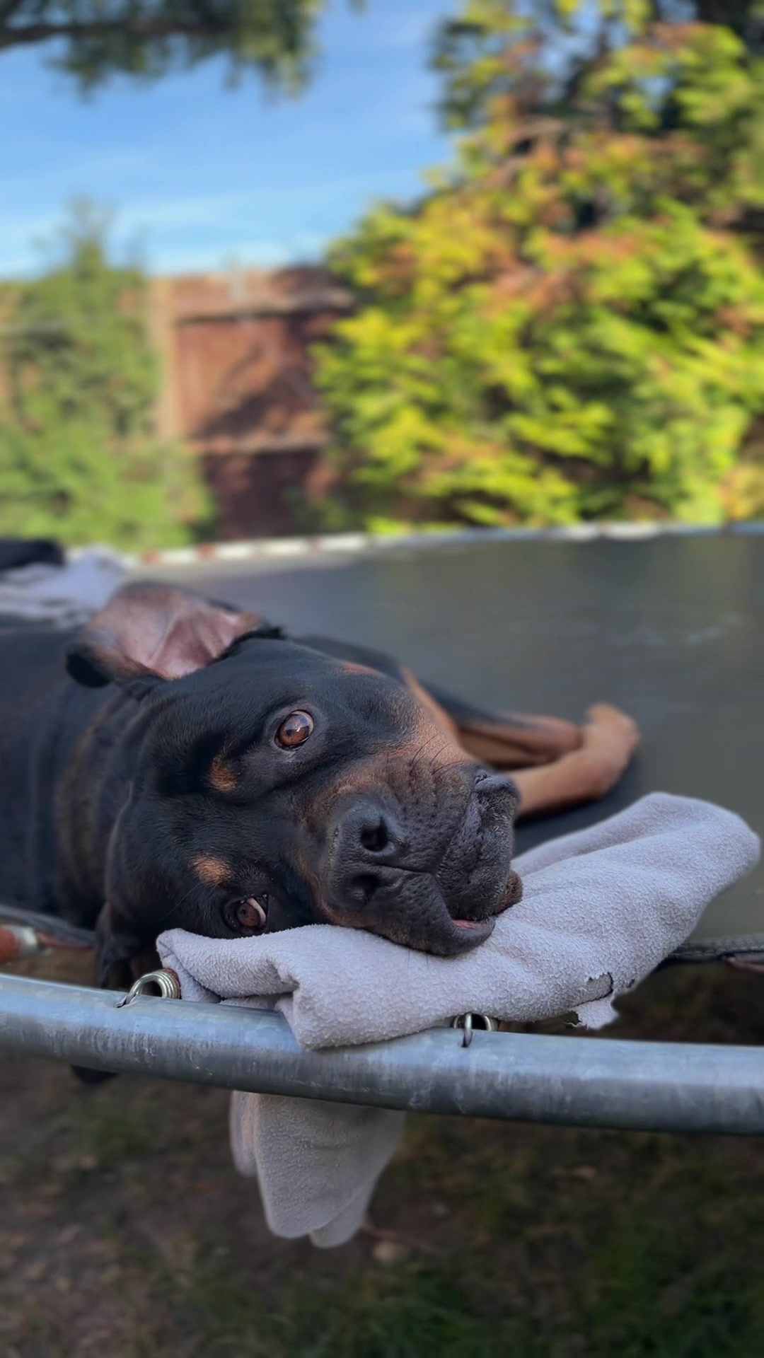 @Nyla Bo Rottweiler