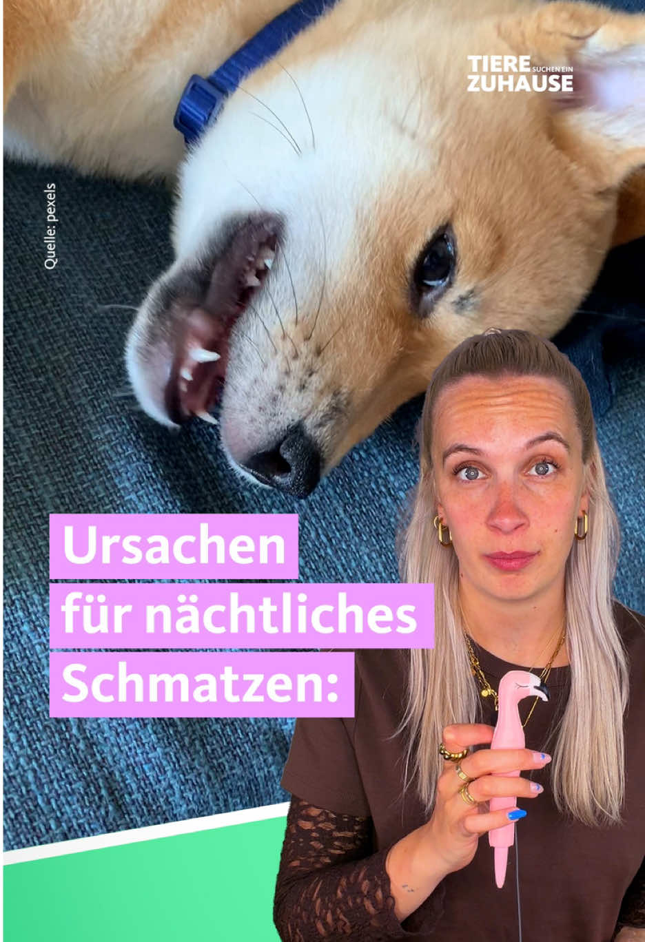 @Tiere suchen ein Zuhause