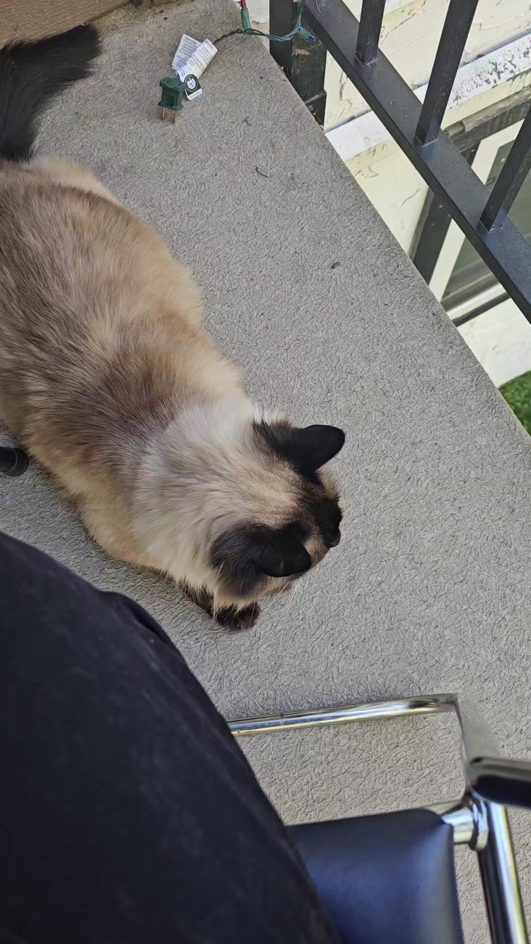 @PicklesTheCat2