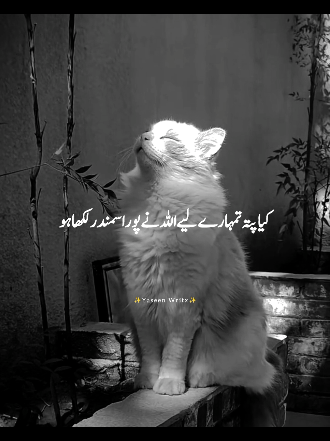 @yaseenwritx