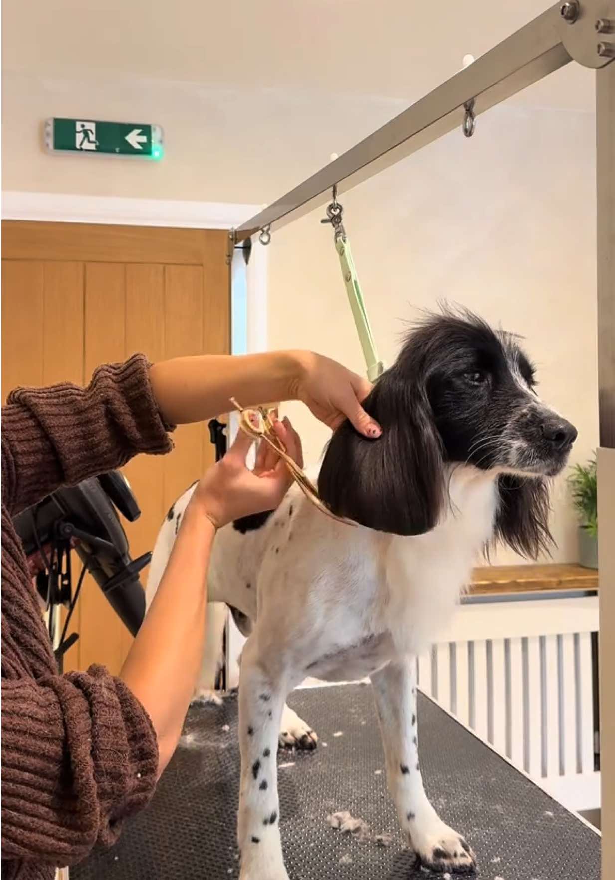 @thesecretdogspa