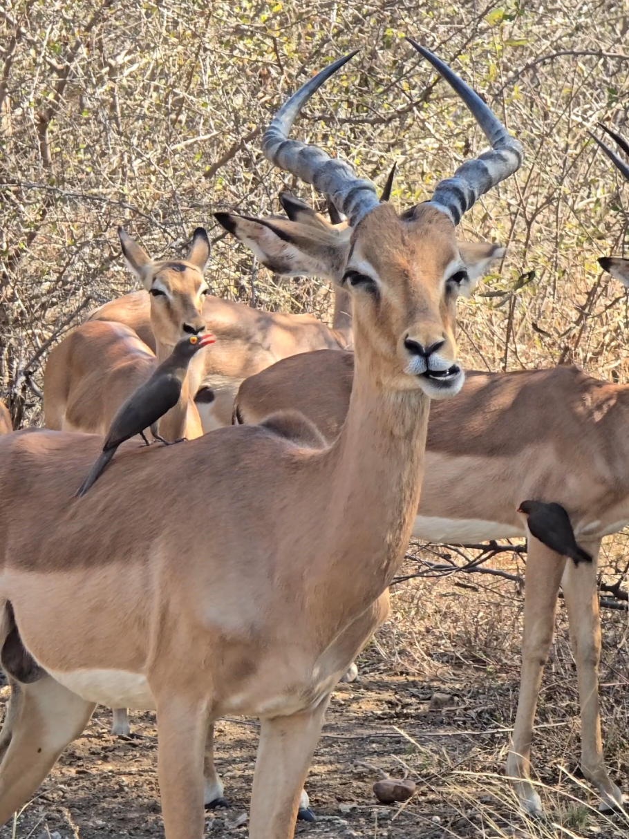 @KPS Safaris and Tours