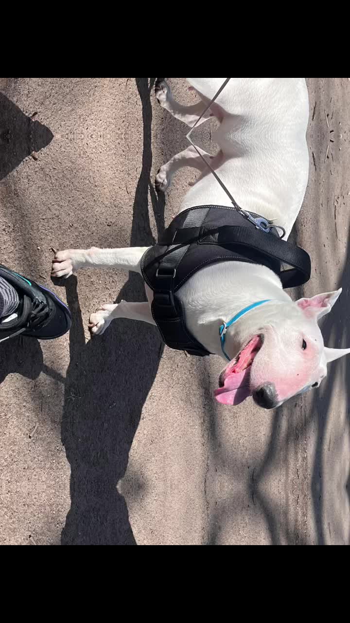 @BullTerrierlove Baby Bella