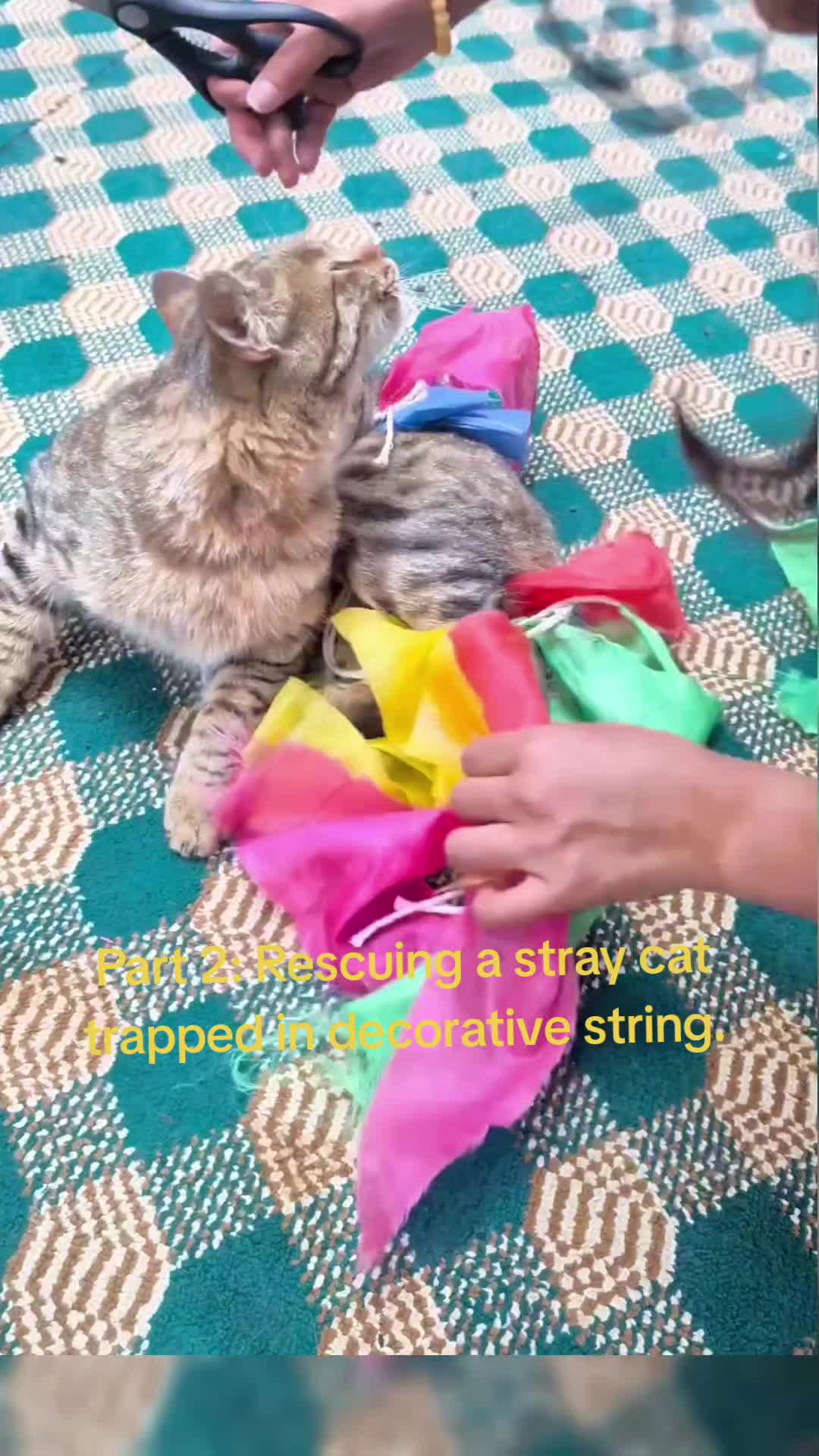 @videos animals funny