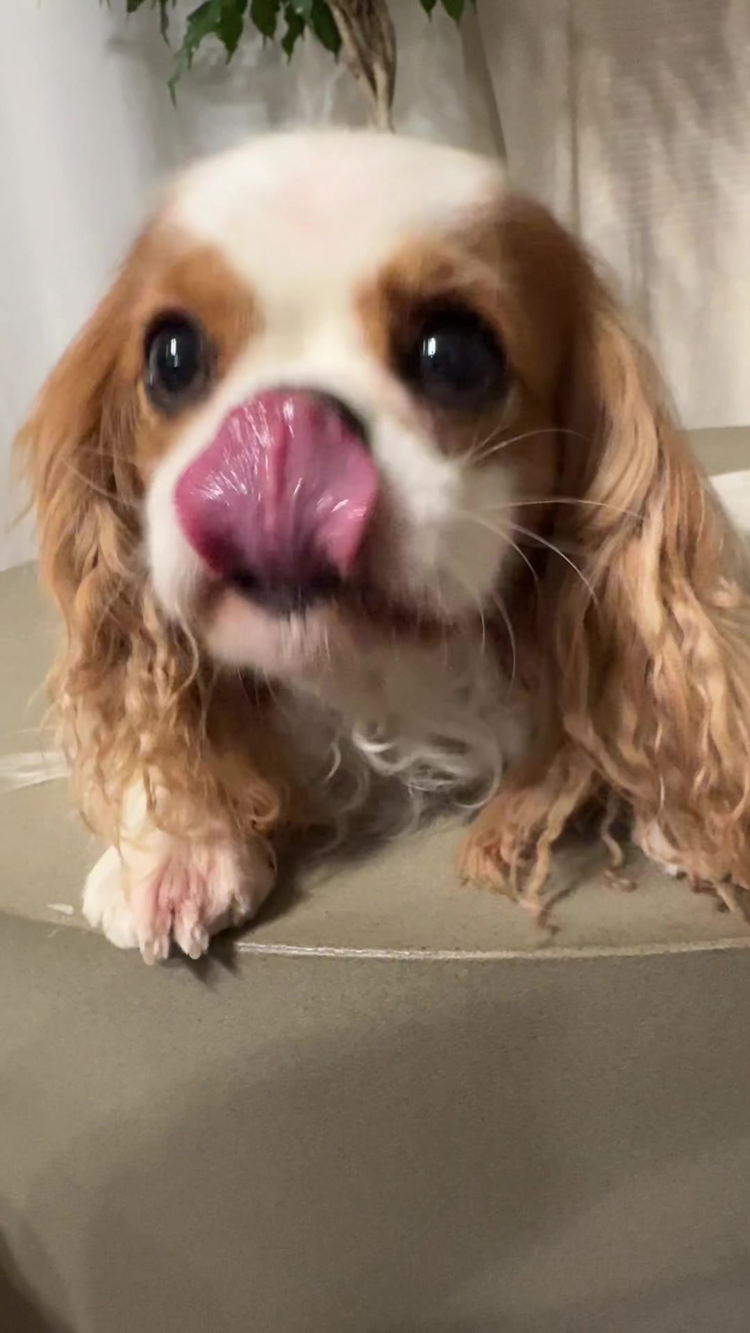 @Cavalier_king_charles_paris