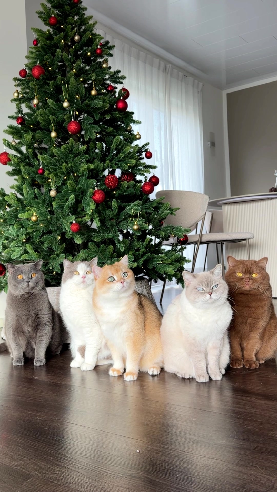@Sinascolorcats
