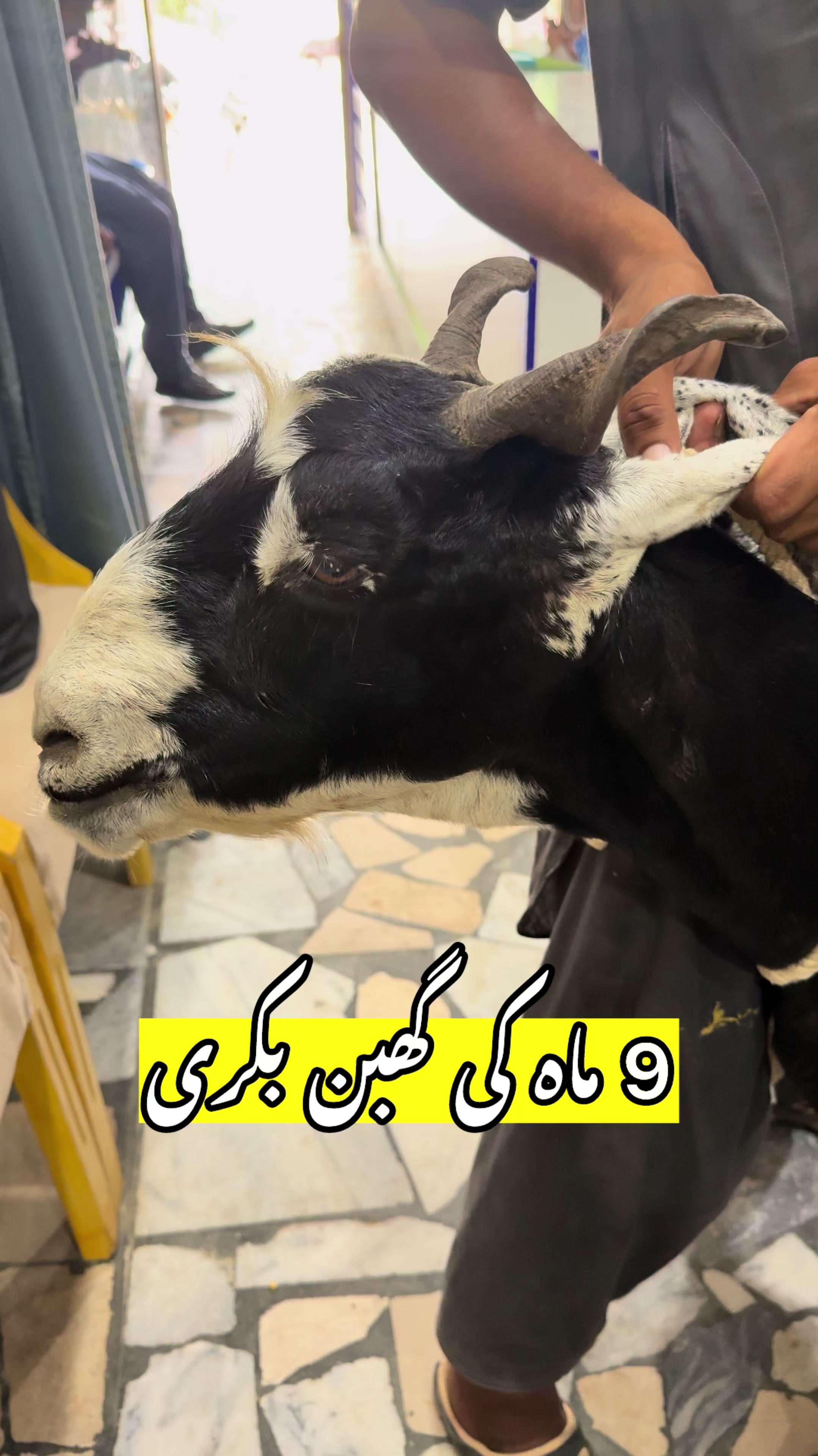 @vet.dr.mohsin4800
