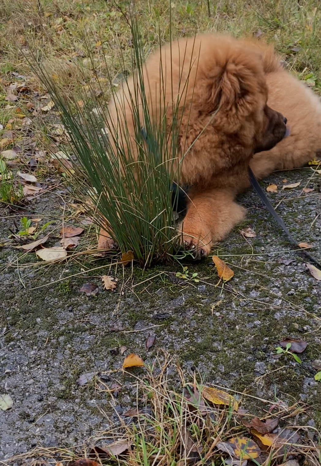 @chowpawsdogtreats