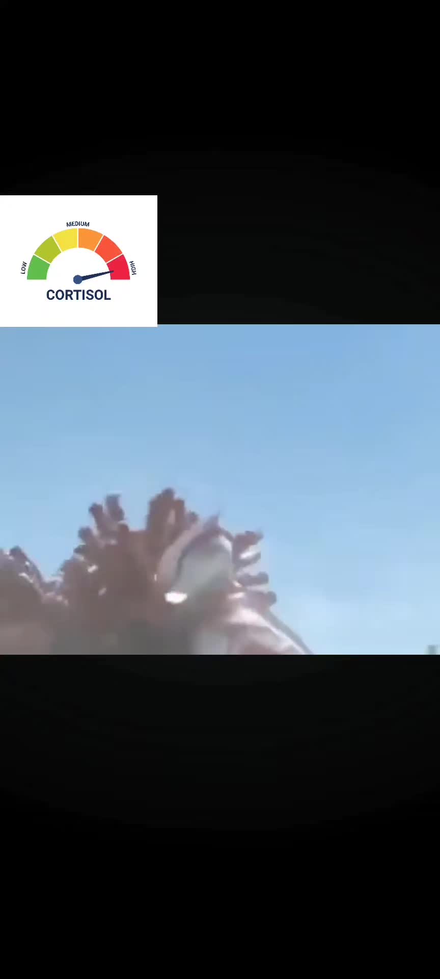 @️duck