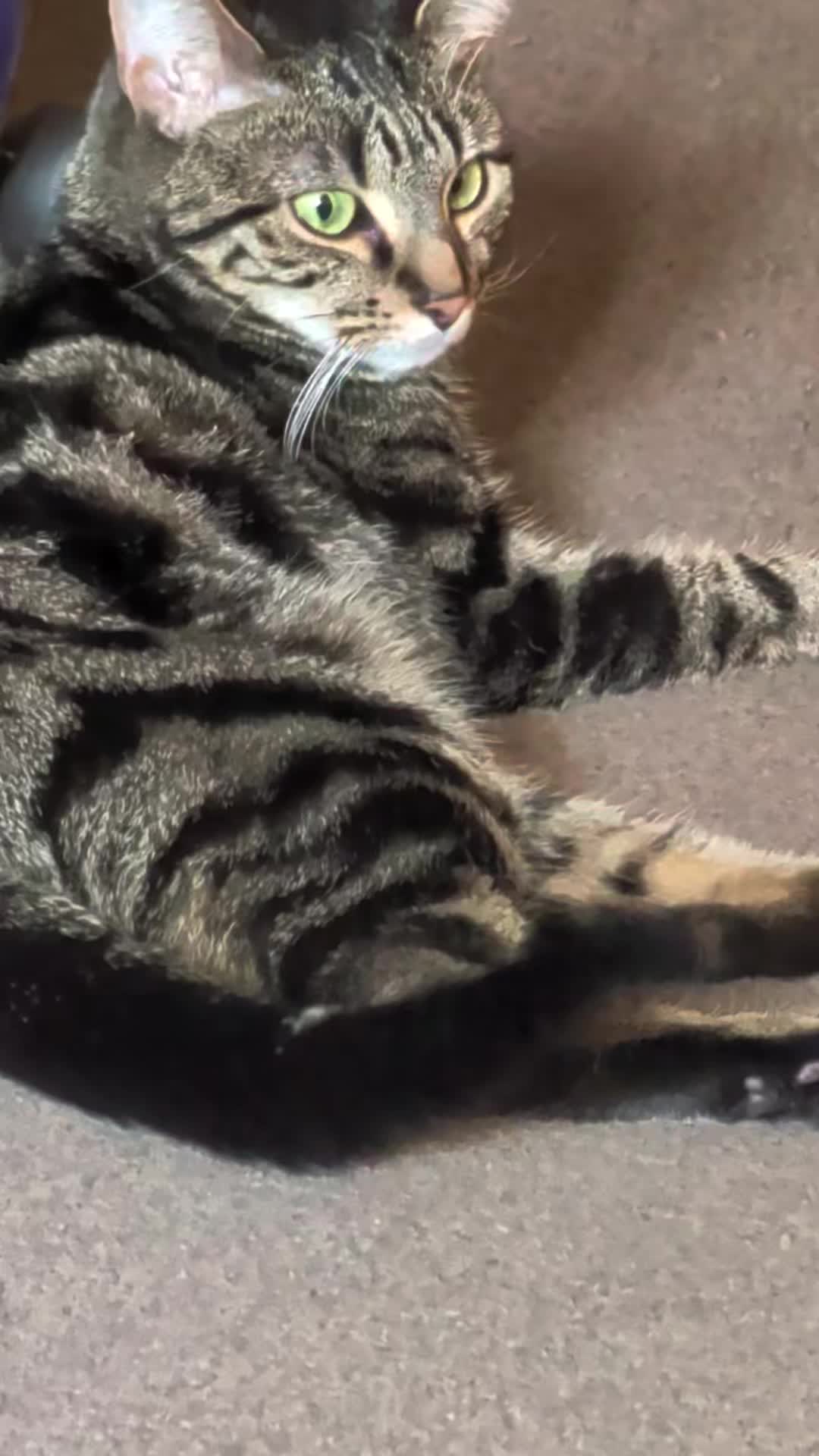 @Stella the cat