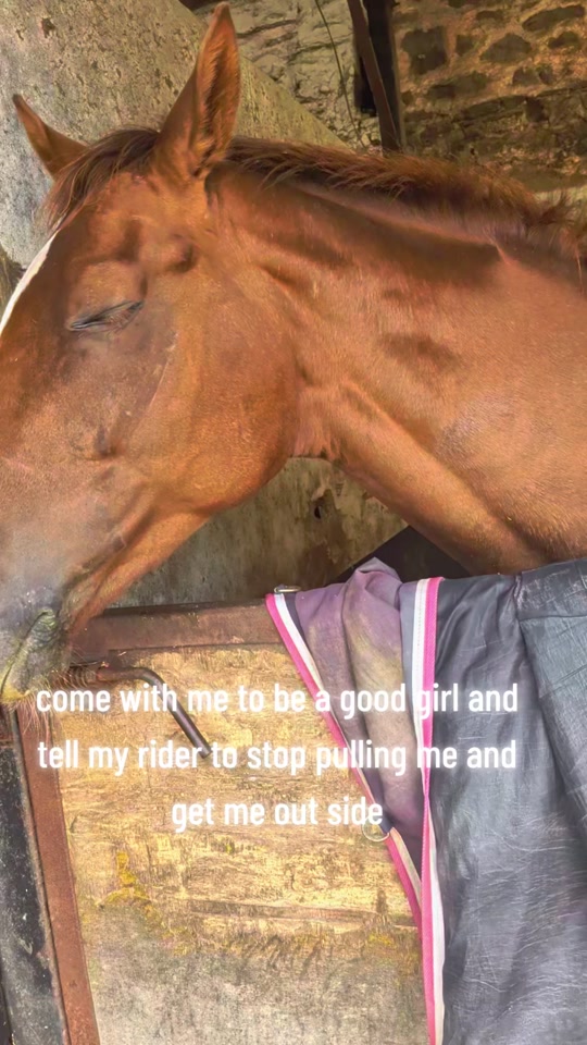 @Skye and the ponies