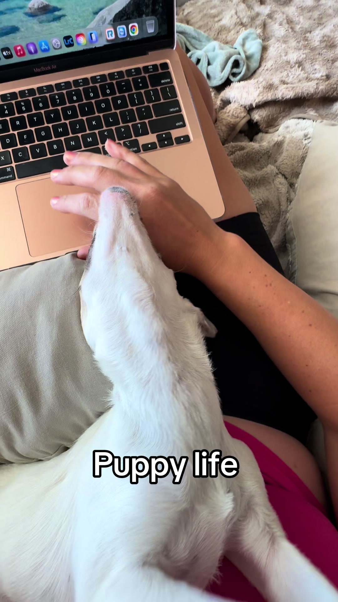 @slowdayzwithdogs