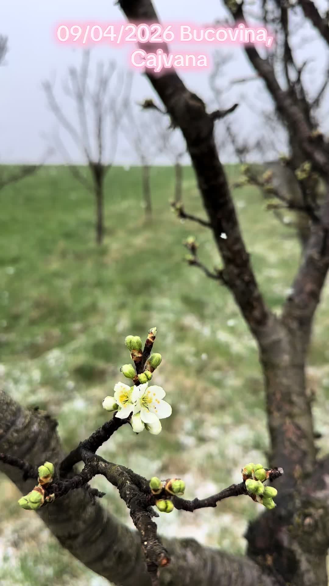 @cajvana_bucovina